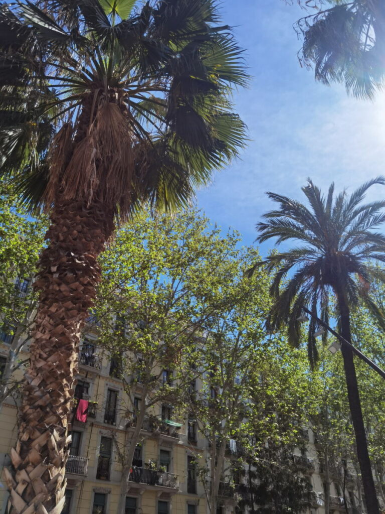 Palmen beherrschen die Rambla del Raval